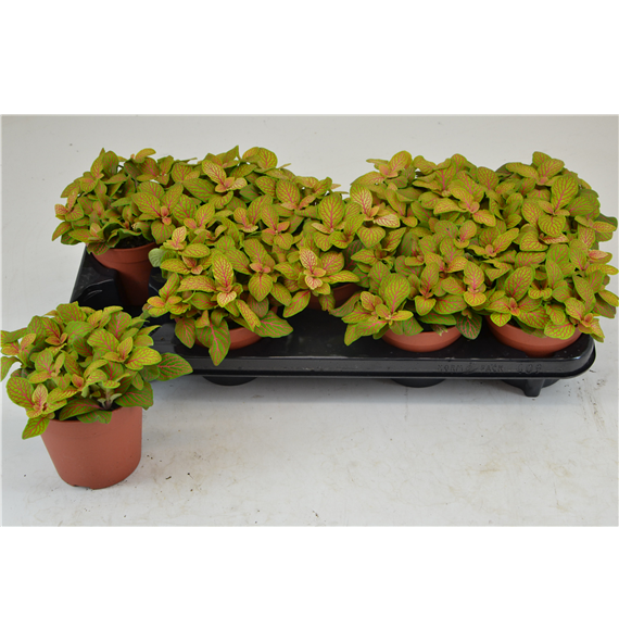 Fittonia Skeleton F00000792