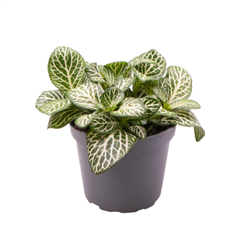 Fittonia Verschaffeltii Mini White F00001922