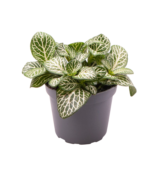 Fittonia Verschaffeltii Mini White F00001922