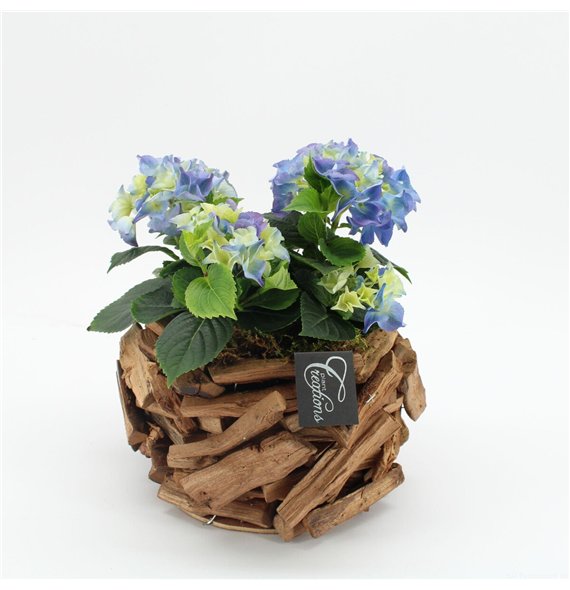 Nasad Hortenzija KHCR-2624B creatie 1 pp 35cm 20cm Q3615