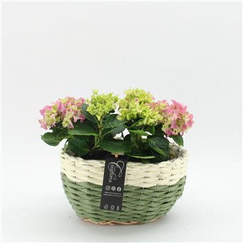 Nasad Hortenzija KHCR-2621RZ creatie 2 pp 40cm 27cm Q3616