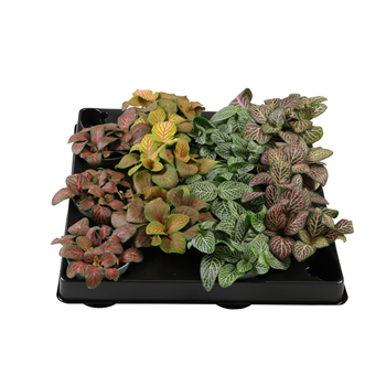 Fittonia Verschaffeltii mix F00001993