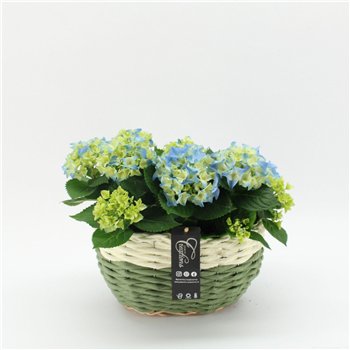 Nasad Hortenzija KHCR-2621B creatie 2 pp 40cm 27cm Q3617