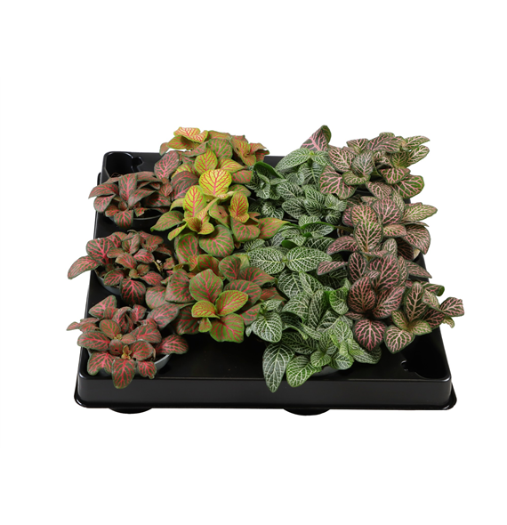Fittonia Verschaffeltii mix F00001993