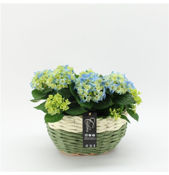 Nasad Hortenzija KHCR-2621B creatie 2 pp 40cm 27cm Q3617