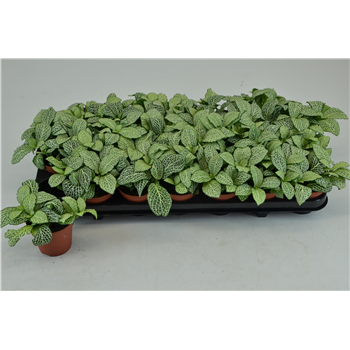 Fittonia White Anne F00000780