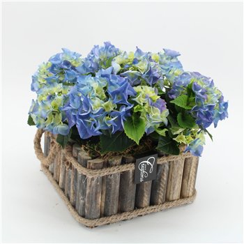 Nasad Hortenzija KHCR-2617B creatie 3 pp 35cm 23cm Q3618