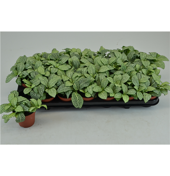 Fittonia White Anne F00000780