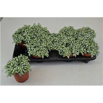 Fittonia White Forest F00000790