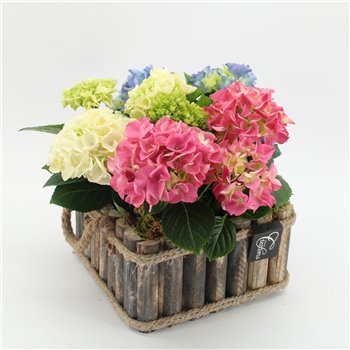 Nasad Hortenzija KHCR-2617M creatie 3 pp 35cm 23cm Q3619