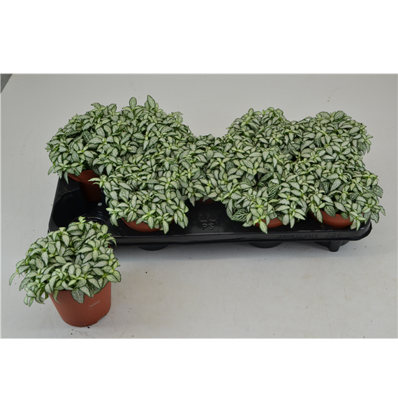 Fittonia White Forest F00000790