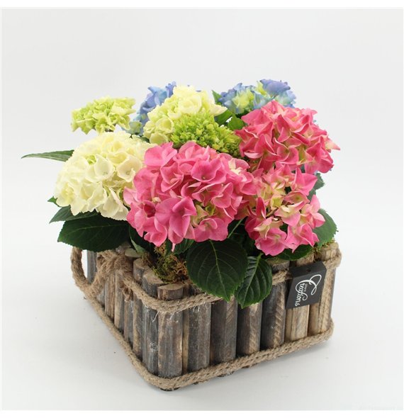 Nasad Hortenzija KHCR-2617M creatie 3 pp 35cm 23cm Q3619