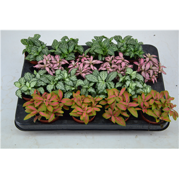 Fittonia mix F00000787