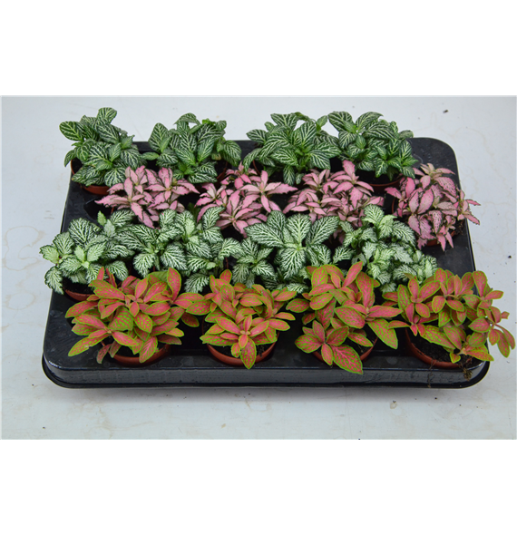 Fittonia mix F00000787