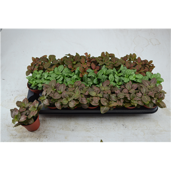 Fittonia mix F00000764