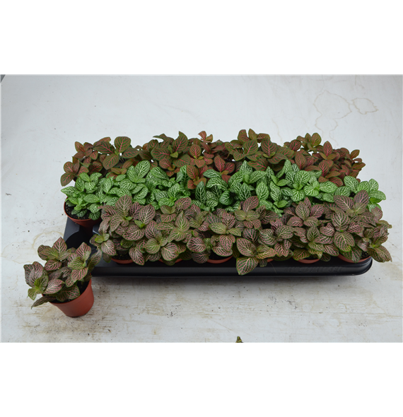 Fittonia mix F00000764