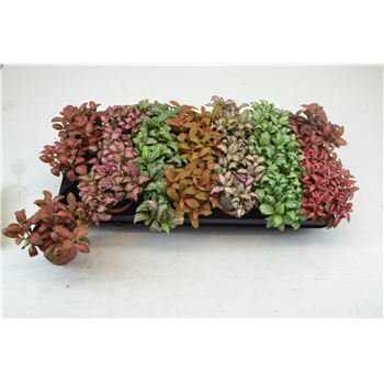Fittonia mix F00000788