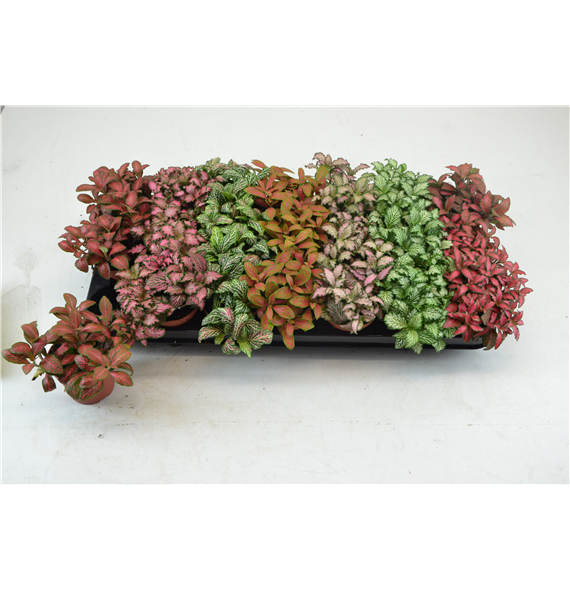 Fittonia mix F00000788