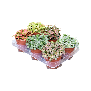 Fittonia mix 6/Tray F00000766