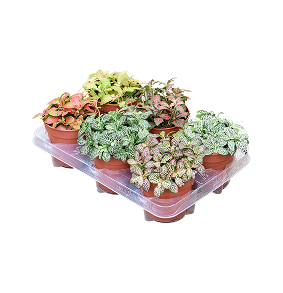 Fittonia mix 6/Tray F00000766