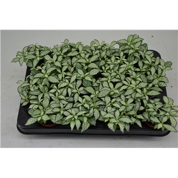 Fittonia white forest flame F00000771