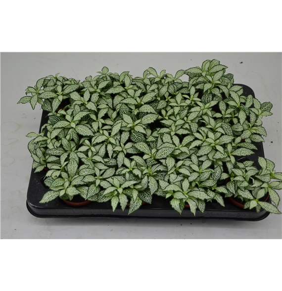 Fittonia white forest flame F00000771