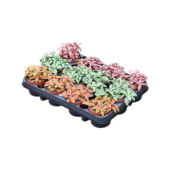 Fittonia mix 12/Tray F00000786