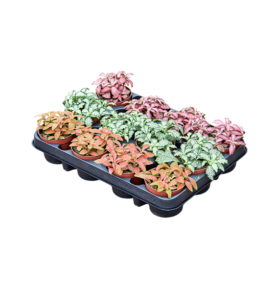 Fittonia mix 12/Tray F00000786