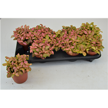 Fittonia zalm ruby lime F00000810