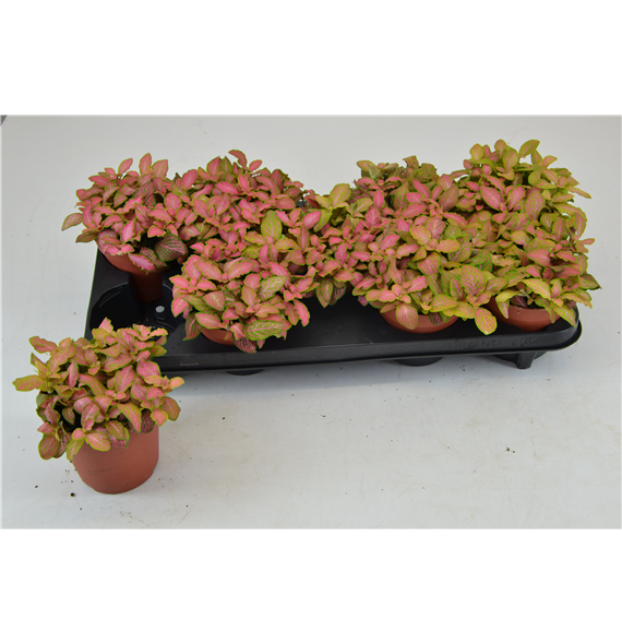 Fittonia zalm ruby lime F00000810