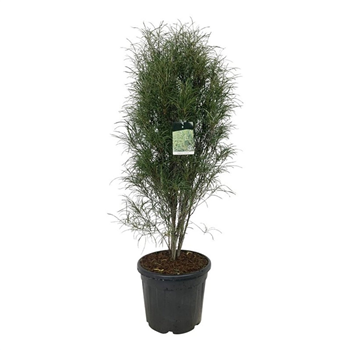 Frangula alnus 'Fine Line' F00007048