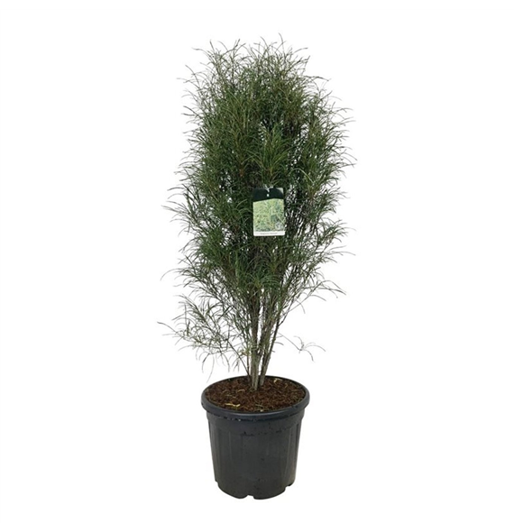 Frangula alnus 'Fine Line' F00007048