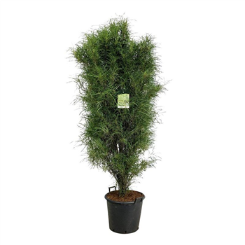 Frangula alnus 'Fine Line' F00007047