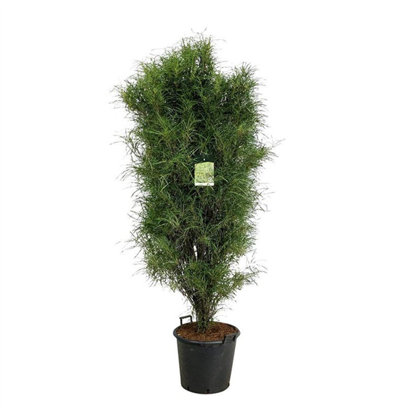 Frangula alnus 'Fine Line' F00007047