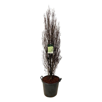 Frangula alnus 'Fine Line' F00007237