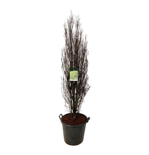 Frangula alnus 'Fine Line' F00007237