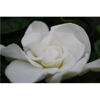 Gardenia Jasminoides F00000339