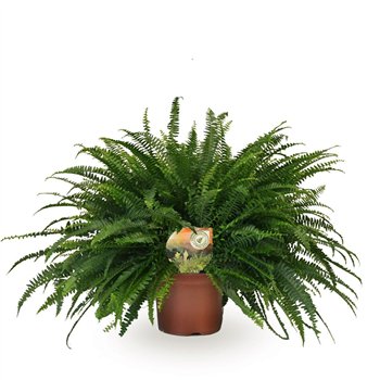 Nephrolepis exaltata green lady 60cm 60cm 19cm Q3945
