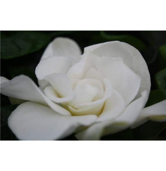Gardenia Jasminoides F00000339