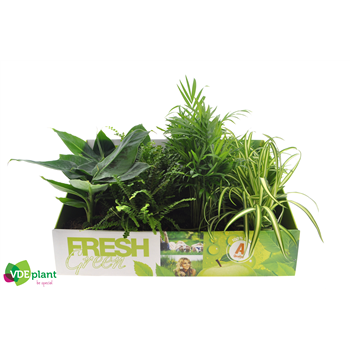 Fresh Green mix F00002940