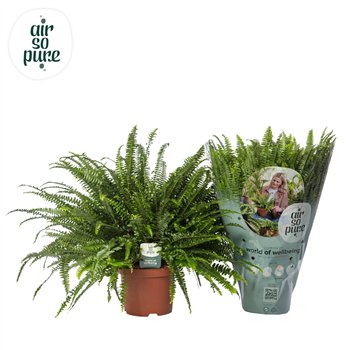Nephrolepis exaltata green lady Air So Pure 60cm 19cm Q3949