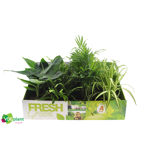 Fresh Green mix F00002940