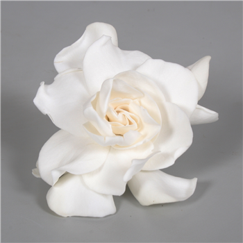 Gardenia Jasminoides F00000340