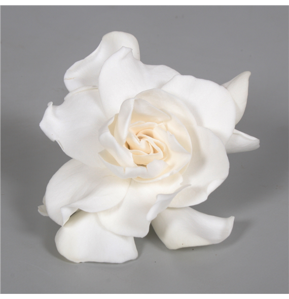 Gardenia Jasminoides F00000340