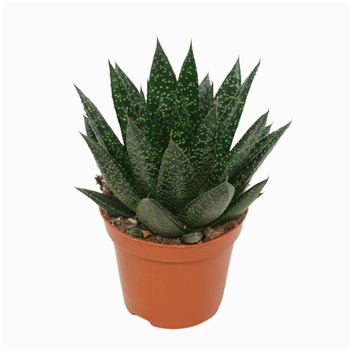 Gasteria 'D Due' F00001863