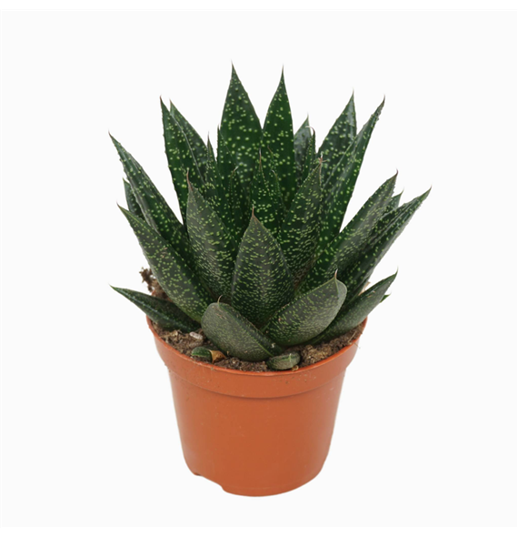 Gasteria 'D Due' F00001863