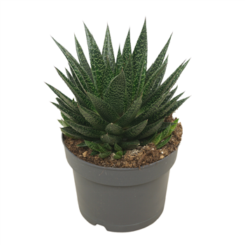 Gasteria 'D Due' F00001375