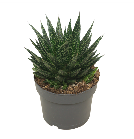 Gasteria 'D Due' F00001375
