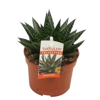 Gasteria 'D Due' F00001341