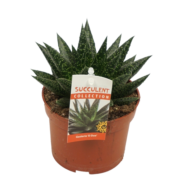 Gasteria 'D Due' F00001341